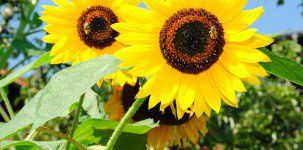 Sonnenblume