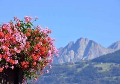 Geranien-mit-Ifinger